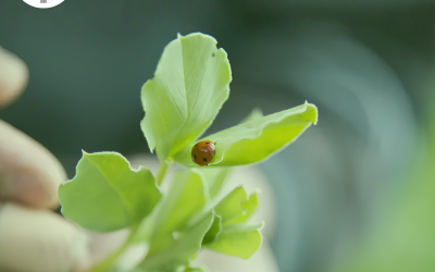 Biocontrôle et robotique agricole : quels leviers pour accélérer la transition agroécologique ?